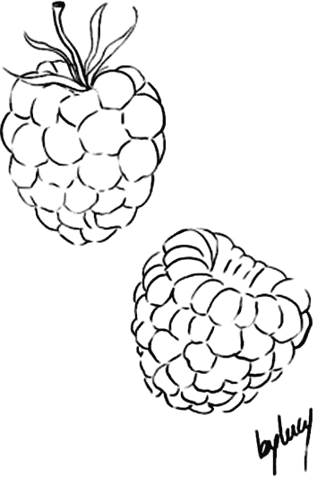 Fine line drawing of two raspberries